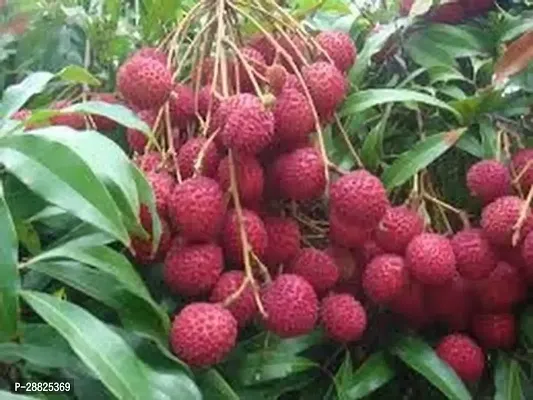 Baishnab  Litchi Plant Live Plant CF3049 Litchi P-thumb0