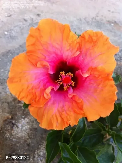 Baishnab  Hibiscus Red  Orange Plant CF004 Hibis-thumb0