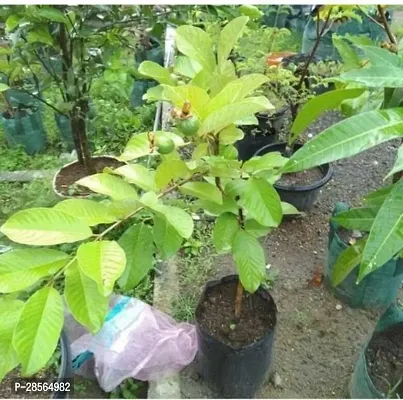 Baishnab Guava Plant MN-NT-603-thumb0