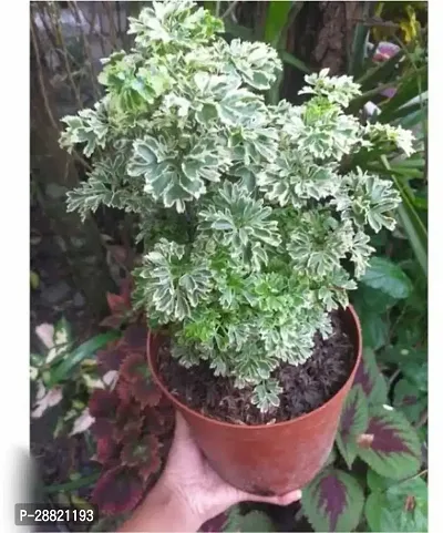 Baishnab  Aralia Plant Aralia Plant