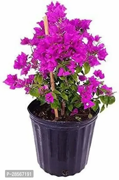 Baishnab Baugainvillea Plant Bougainvillea-thumb0