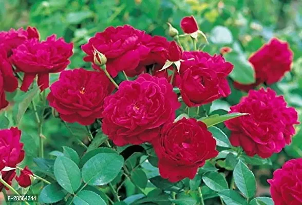 Baishnab Indian Rose Chestnut Plant Red ROSE PLANT BPC-thumb0