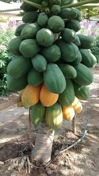 Baishnab ps 1I B F1 Hybrid Madhavi Dwarf Papaya Seeds25PIECE-thumb2