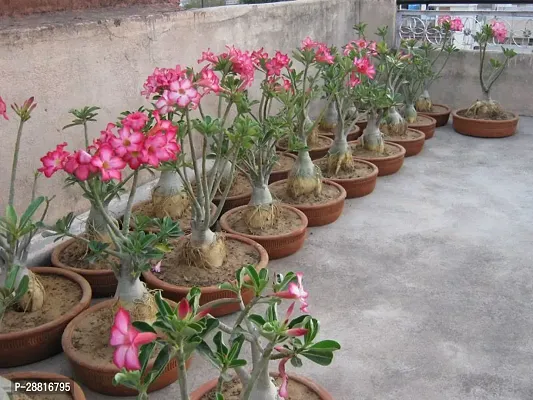 Baishnab  Adenium plant 0A8 Adenium Plant