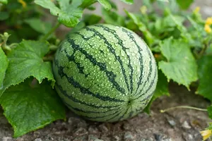 Baishnab Watermelon seed 35 PsNXX 203335PIECE-thumb1