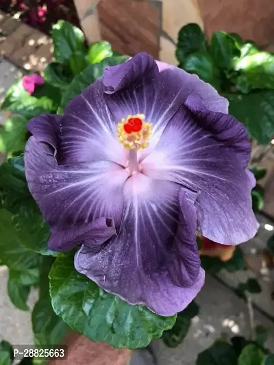 Baishnab  Hybrid Hibiscus Flower Live PlantCF327