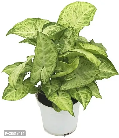 Baishnab  Syngonium Plant NN16 Syngonium Plant-thumb0