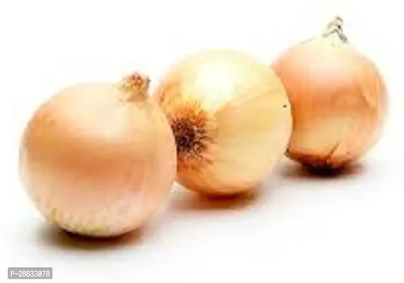 Baishnab Onion Seed 1  50 ps30WHT ONIN 0850PIECE-thumb0