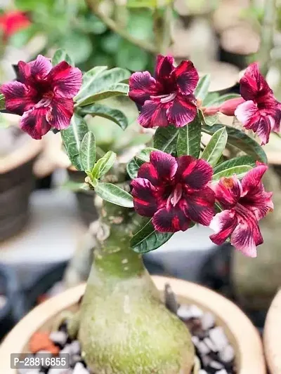 Baishnab  qw01 Adenium Plant