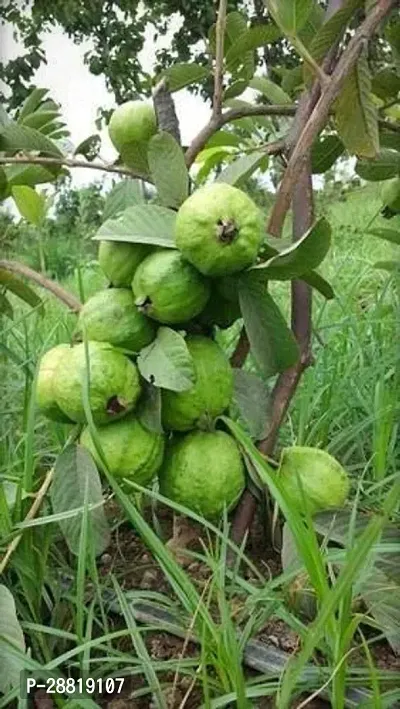 Baishnab  Hybrid Dwarf Variant Guava Live PlantCF