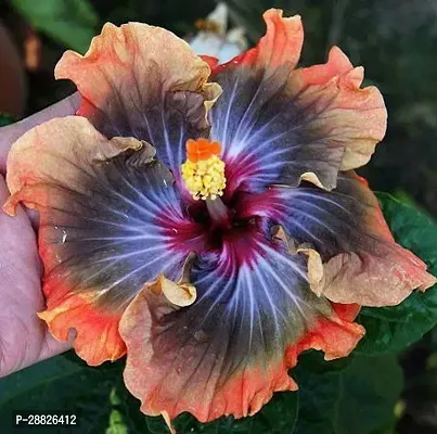 Baishnab  Hybrid Hibiscus Flower Live PlantCF354