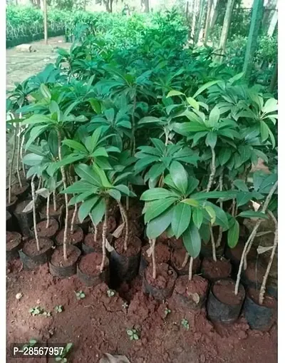 Baishnab Chiku Plant Chiku plant90