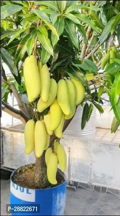 Baishnab  Mango Plant CFA302 Mango Plant-thumb0