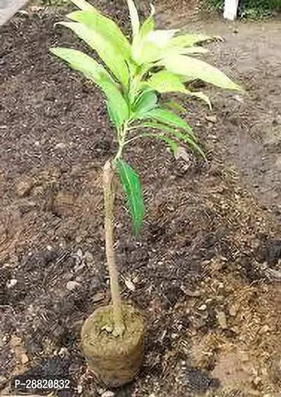 Baishnab  Miyazaki Mango Plant21 Mango Plant-thumb0