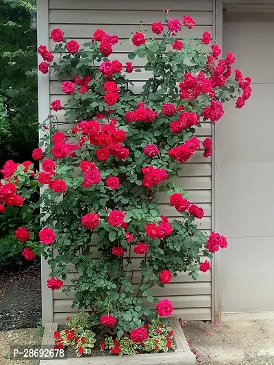 Baishnab Rose Plant Live Red Climbing Rose Plants-thumb0