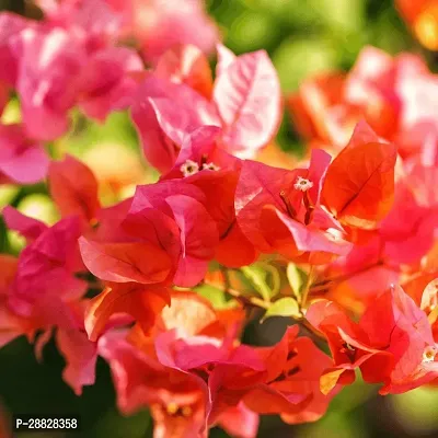 Baishnab  Baugainvillea Plant Disha00040312999933-thumb0