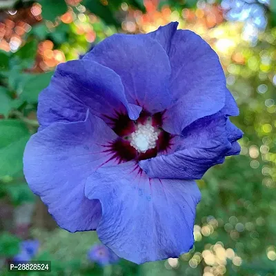 Baishnab  Hibiscus Yellow Live Flower Plant CF4240