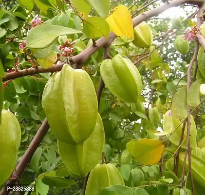 Baishnab  Sweet Star Fruit Plant 03 Star Fruit Ca-thumb0