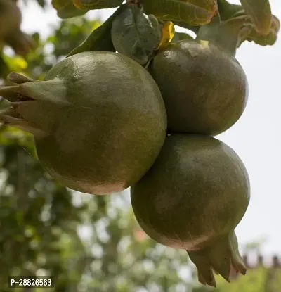 Baishnab  Pomegranate Plant Live Plant CF587111 P