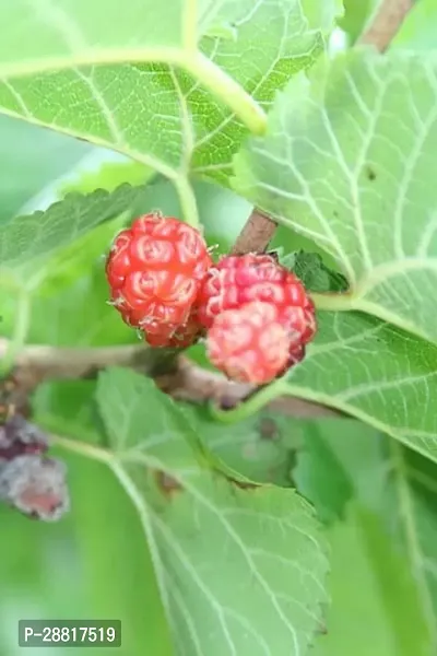 Baishnab  Mul Berry Plant 050 ShahtootMulberry Pla-thumb0