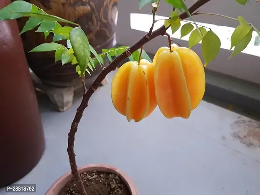 Baishnab  kamranga plantczrambola plant Star Frui