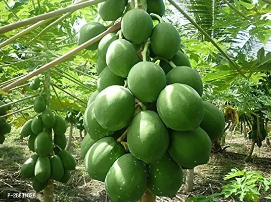 Baishnab Papaya Seed  35 Ps NXX 225235PIECE-thumb0