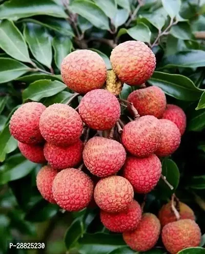 Baishnab  Litchi Plant Live Plant CF30121 Litchi