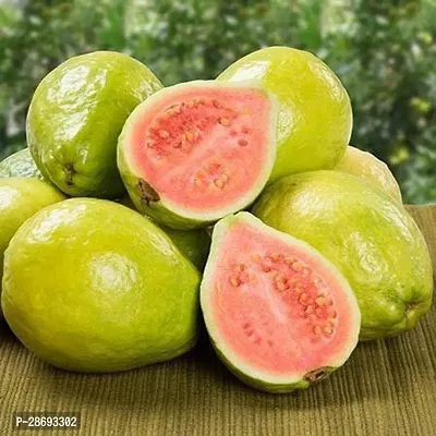 Baishnab Guava Plant Ruby Supreme Guava Plant-thumb3