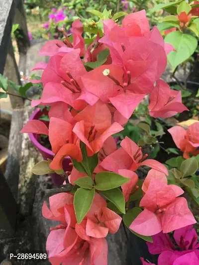 Baishnab Bougainvillea Plant Boganvli plant c64