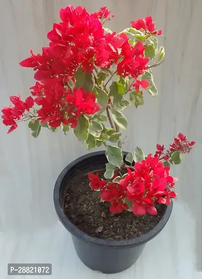 Baishnab  bougainvillea plant 725 Bougainvillea Pla-thumb0