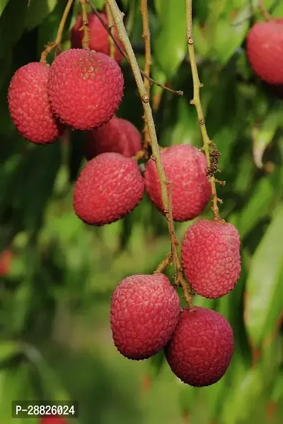 Baishnab  Litchi Fruit Plant 03 Litchi Plant