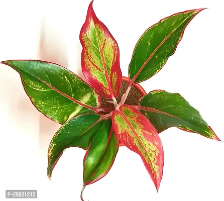 Baishnab  Aglonema Lipstick Aglaonema Plant