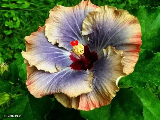 Baishnab  Hybrid Hibiscus Flower Live PlantCF333