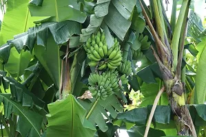 Baishnab Banana Plant Green banana plant-thumb1