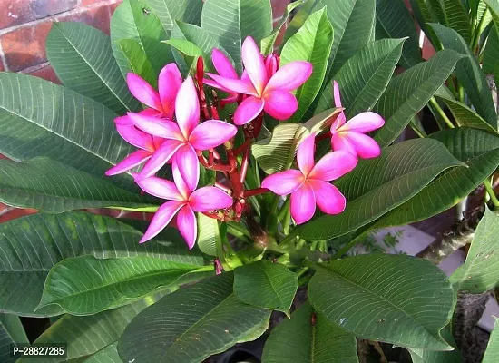 Baishnab  Plumeria Flower red white Live Plant CF5