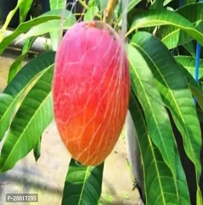 Baishnab  Mango Plant  Japan MangoAam Plant Mango-thumb0