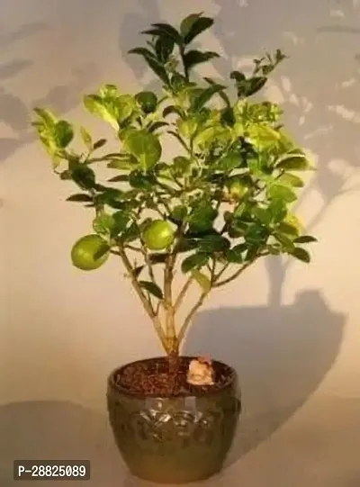 Baishnab  qq101 Lemon Plant-thumb0