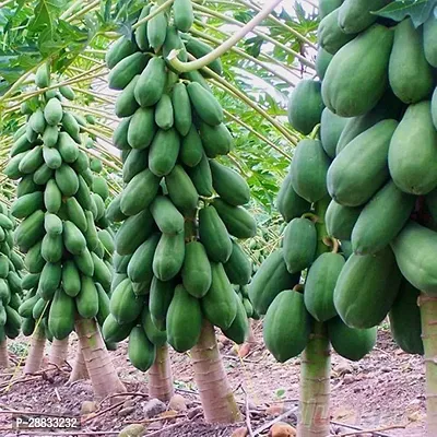 Baishnab Papaya seed 240 gmPapaya Red Lady Fruit F1 Taiwan Hybrid 240 Gram Seeds 14400PIECE-thumb0