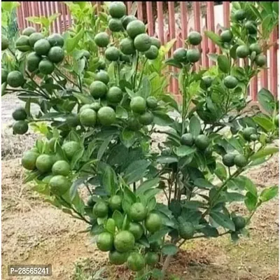 Baishnab Lemon Plant Bari 1 Malta Lemon Grafted Plant-thumb0