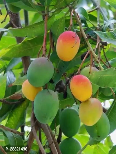 Baishnab  Pink mango plant Mango Plant-thumb0