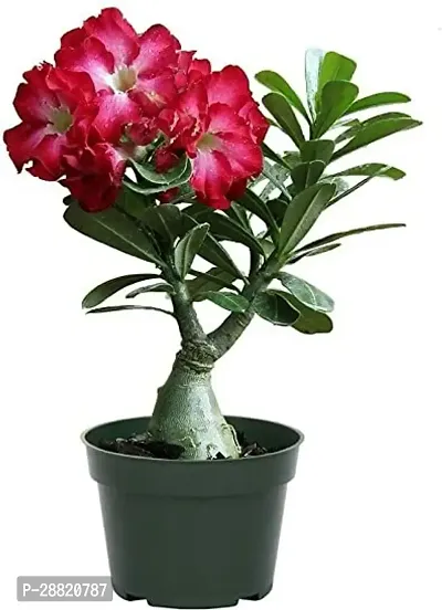 Baishnab  Thai Adenium Double flower Adenium Plant-thumb0