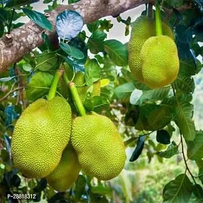 Baishnab  Live hybrid jackfruit plants JackXw Jackf-thumb0