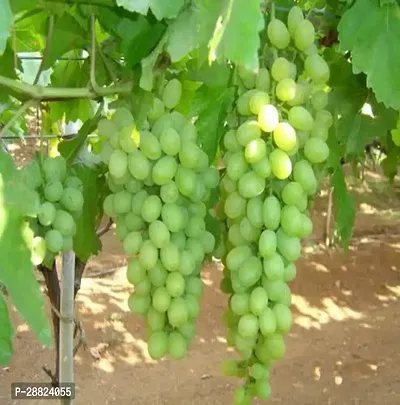 Baishnab  q411 Grapes Plant