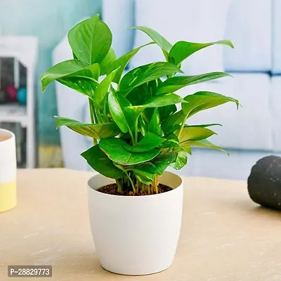 Baishnab  Money Plant CF001841 Money Plant