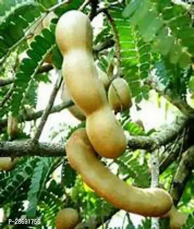 Baishnab Tamarind Plant Thai All timeSweet Tamarind Plant t26-thumb0