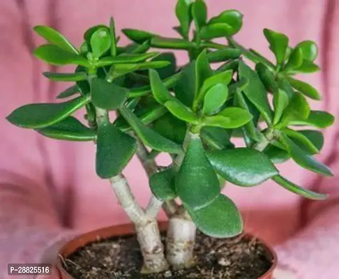 Baishnab  Jade Live Plant Good Luck Plant CF1351