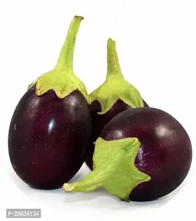 Baishnab Brinjal seed 100 per packet fgBrinjal Small Chu Chu F1 Hybrid Vegetable Seeds100PIECE-thumb0