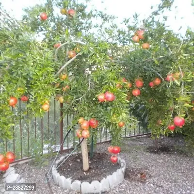 Baishnab  pkk01 Pomegranate Plant-thumb0