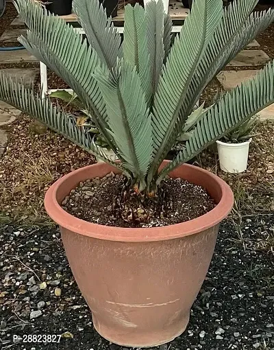 Baishnab  Cycas Revoluta Plant Live Plant CF1061-thumb0