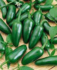 Baishnab Chilli seed 45 PsAWM 79545PIECE-thumb1